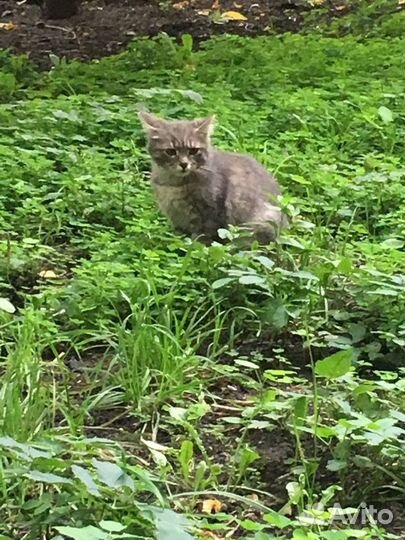 Котята в добрые руки хорошим людям