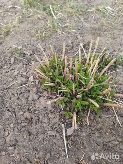 Флоксы многолетние