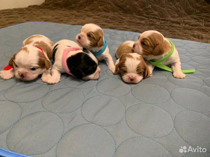 Кавалер Кинг Чарльз Спаниэль