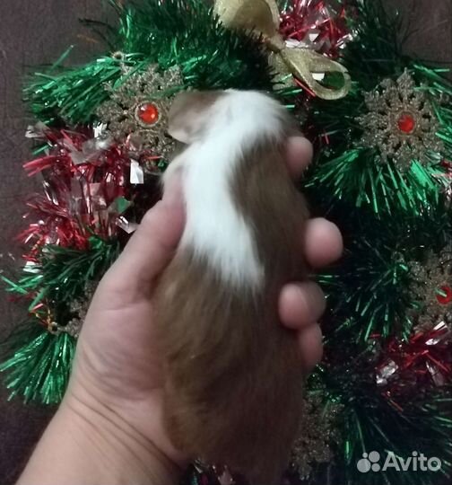 Морская свинка девочка 1 мес