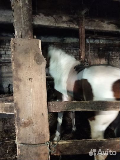 Продам лошадь