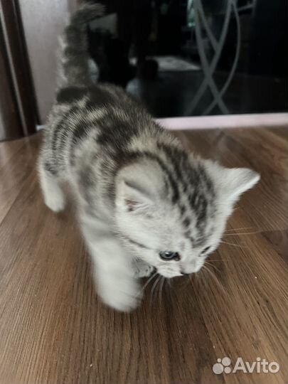 Шотландские котёнок