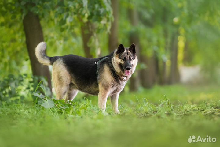 Овчарка в добрые руки