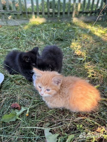 Кошка в дар бесплатно