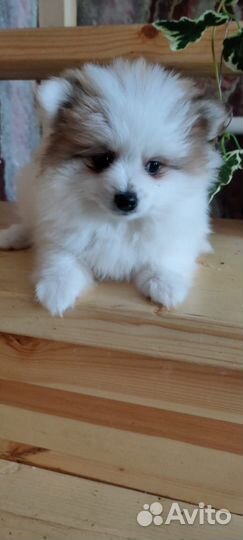 Щенки шпица