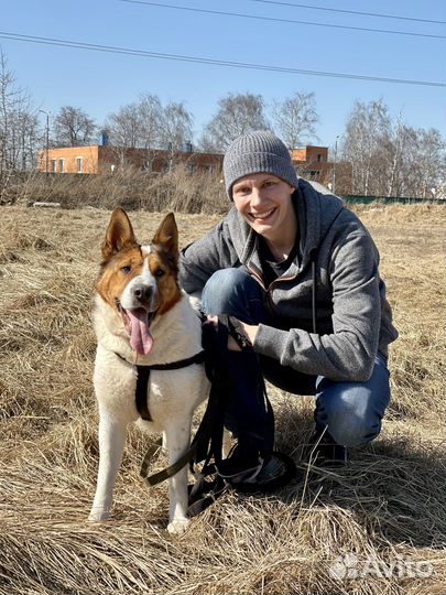 Собака мечты пропадает в приюте