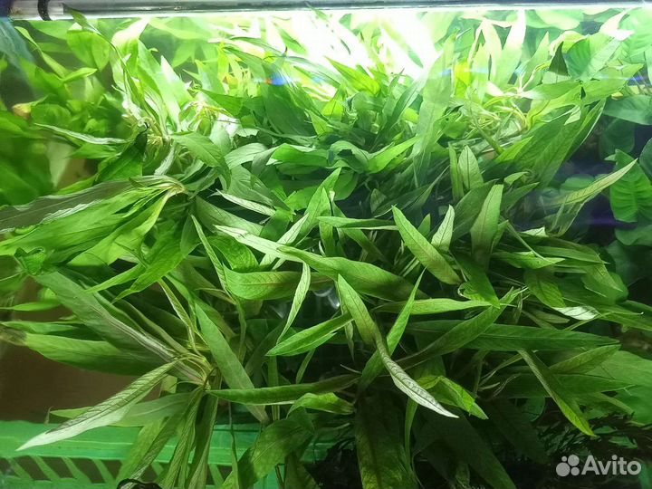 Аквариумные растения 26 июня поставка