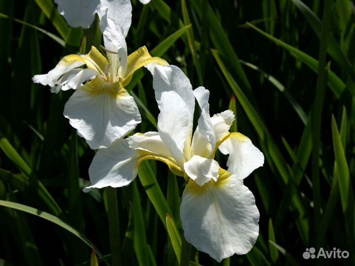 Растения для пруда и биоплато. Часть 1