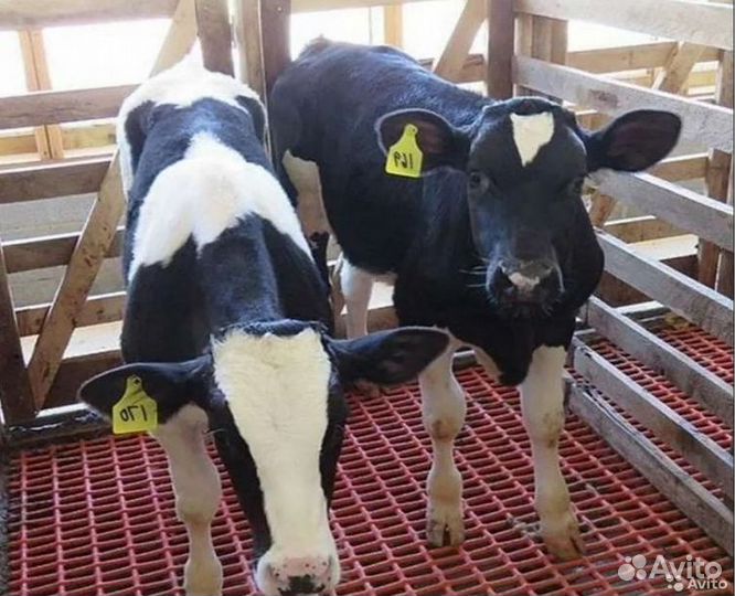 Бычки от 1 месяца