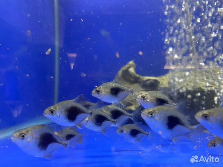 Lamax, (Ламакс ) мелеусы,метинисы