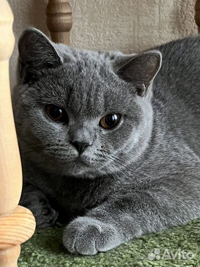 Британские котята - Девочки- в лучшие руки