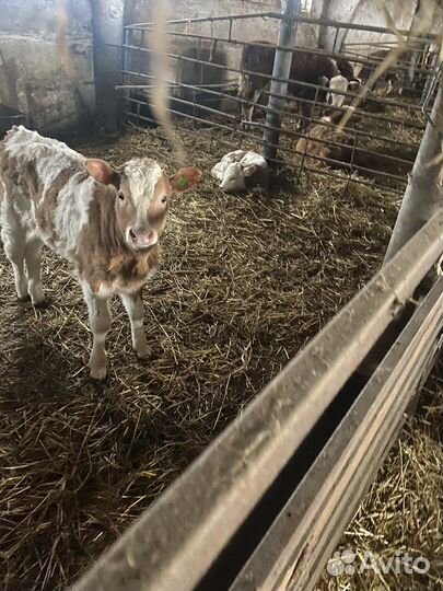 Продам телят