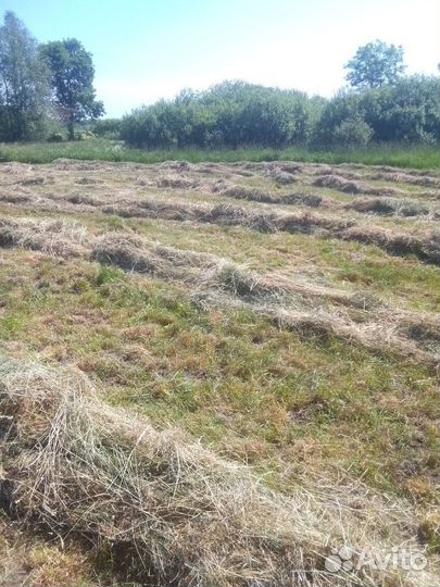 Продам сено в рулонах