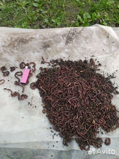 Червь навозный