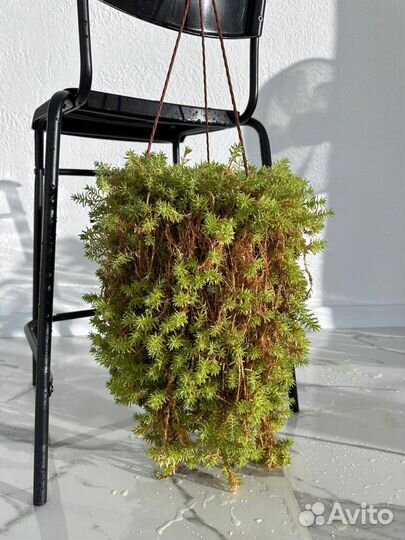 Очиток микс