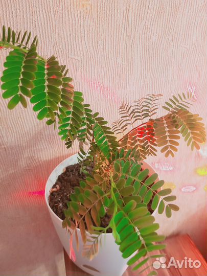 Тамаринд (растение)