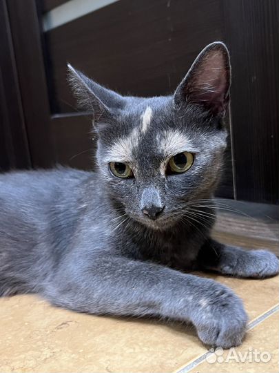 Котенок-мальчик и кошка в добрые руки