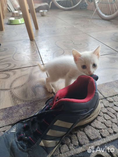 Кошки бесплатно