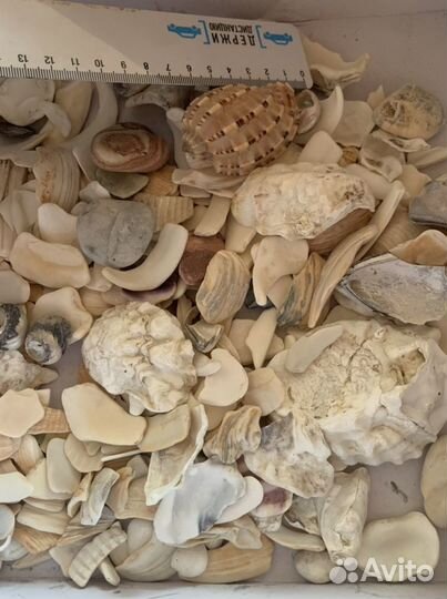 Морские ракушки раковины