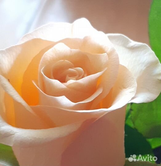 Черенки садовых роз