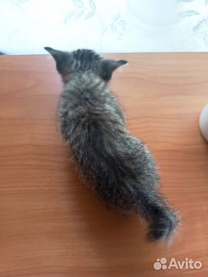 Котята от британской вислоухой в дар