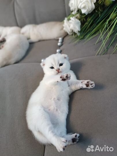 Котята Британская шиншилла