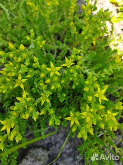 Цветы почвопокровники,герань садовая, чистец