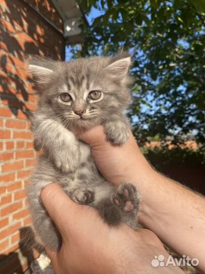 Кошка породистая бесплатно