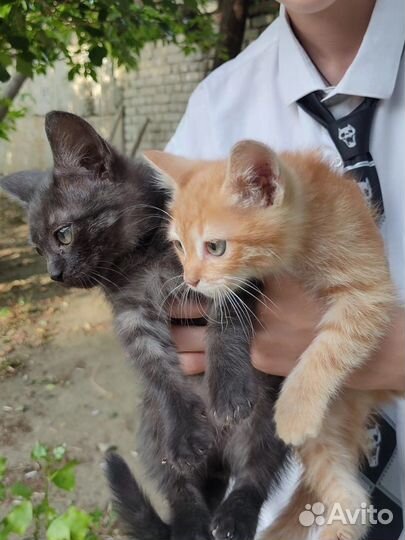 Котята