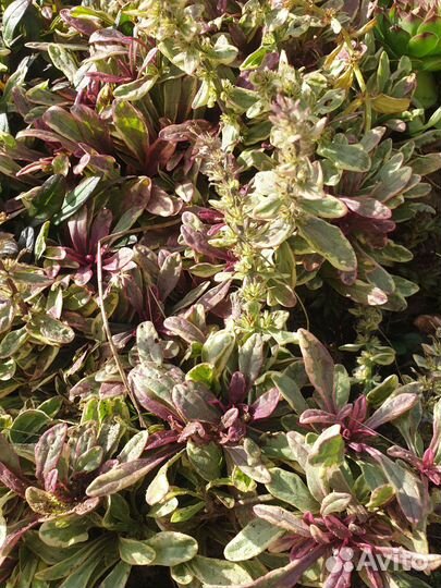 Живучка ползучая