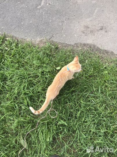 Отдам кота в добрые руки