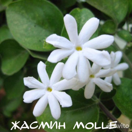 Жасмины комнатные