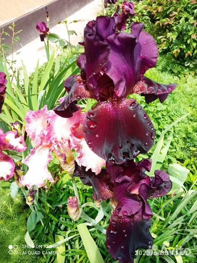 Ирисы сортовые крупные, высокие