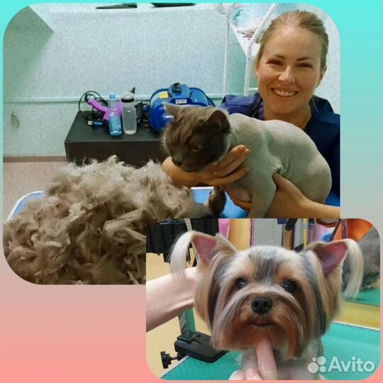 Стрижка собак и кошек(груминг)