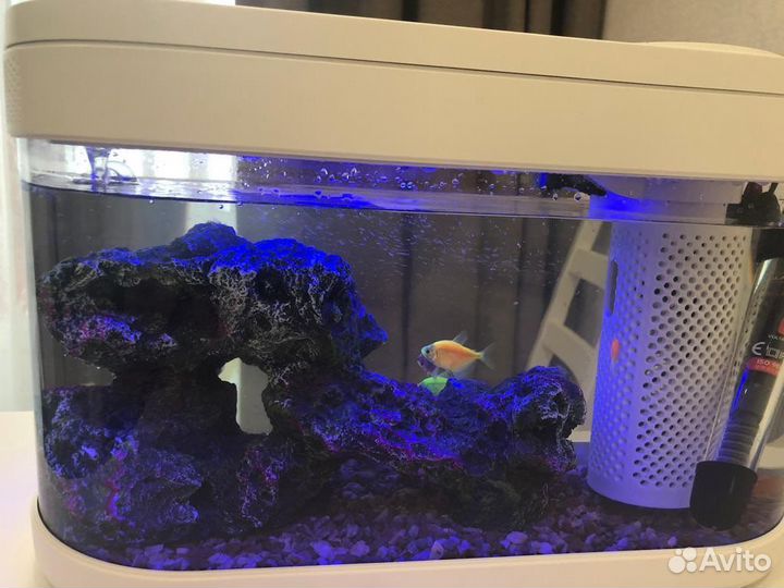 Акваферма xiaomi