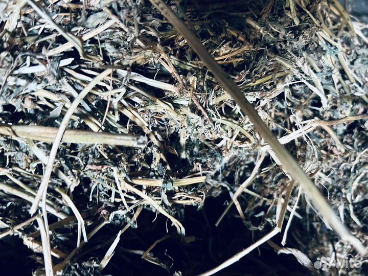 Сено люцерны хорошего качества