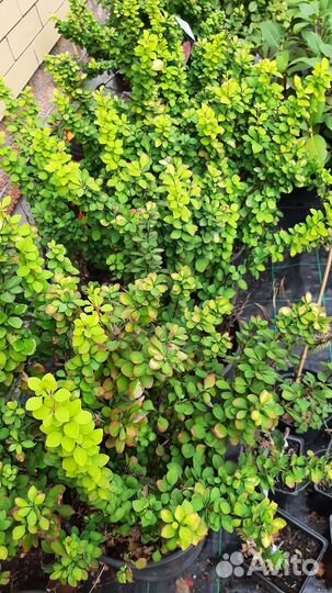 Сирень голубика барбарис саженцы