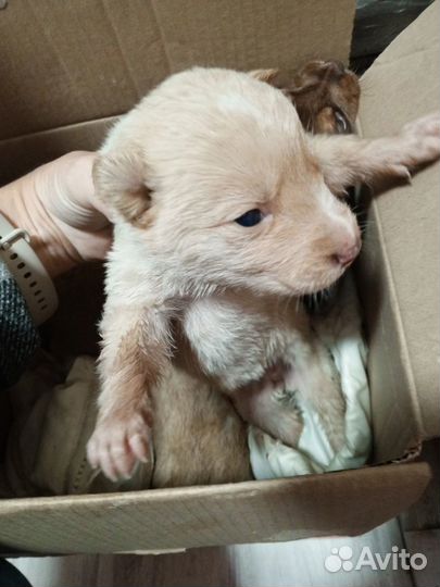 Отдам в добрые руки