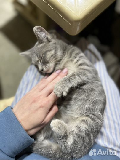 Отдам в добрые руки котенка