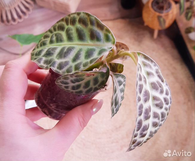 Лабизия Turtle Back