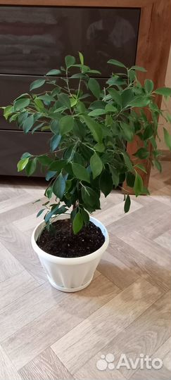 Фикус бенджамина