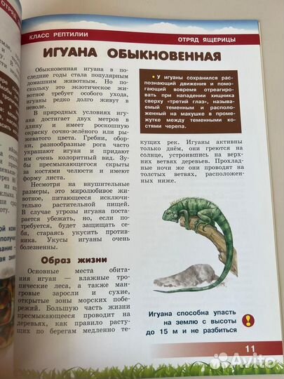 Энциклопедия для детей Животные Южной Америки