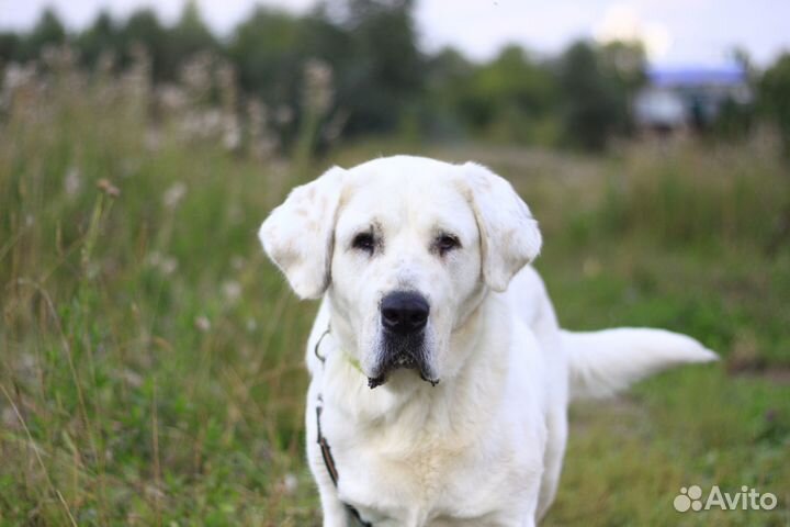 Алабай с ушами, прекрасная Кассандра, 3,5 года