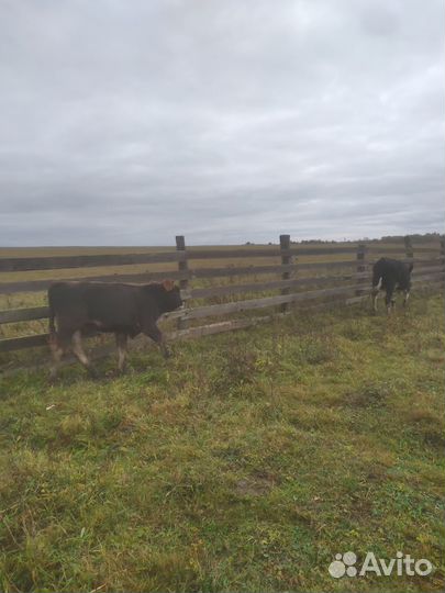 Коровы и телки бычки