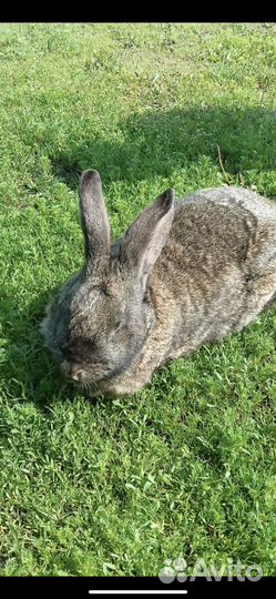 Продается крольчиха