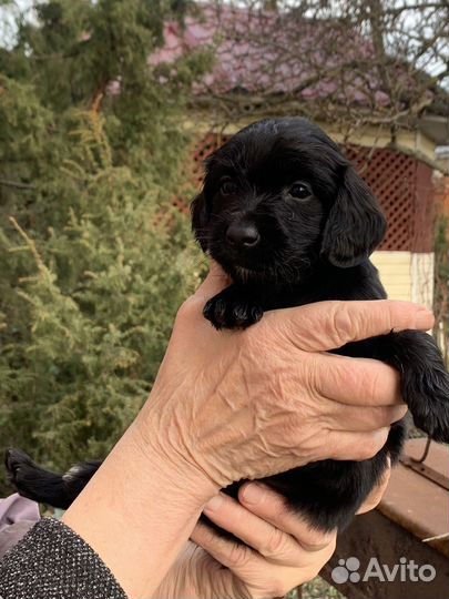 Щенки русский охотничий спаниель