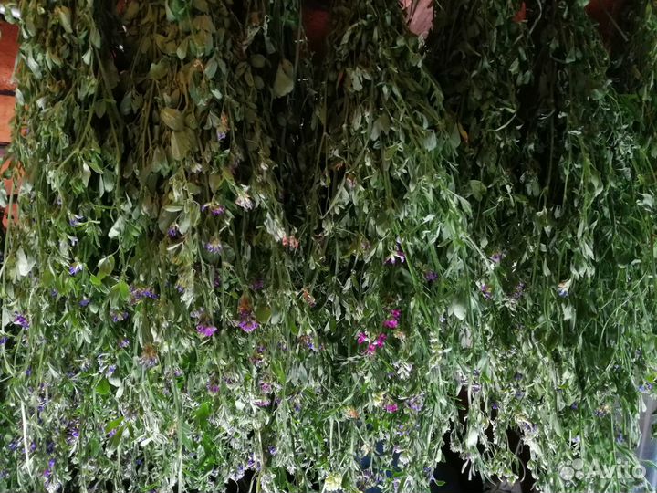 Сено Разнотравье и Отборное, вкусь для шиншилл