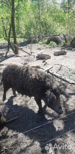 Венгерская мангалица