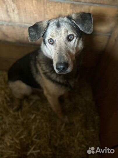Собака в добрые руки, помогите найти дом