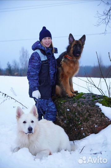 Кинолог Дрессировка Воспитание Коррекция поведения